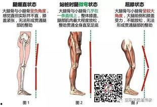 马世琦站桩视频教程,视频教程精华概述