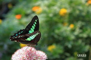 蝶飞花舞舞蹈视频,蝶飞花舞舞蹈视频赏析